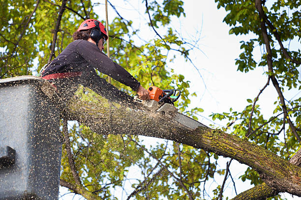 Best Tree Root Removal  in Pontiac, MI